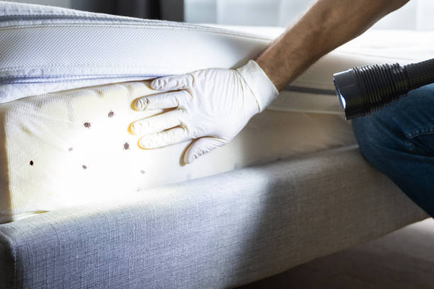 Best Pest Control Near Me in Lake City, FL