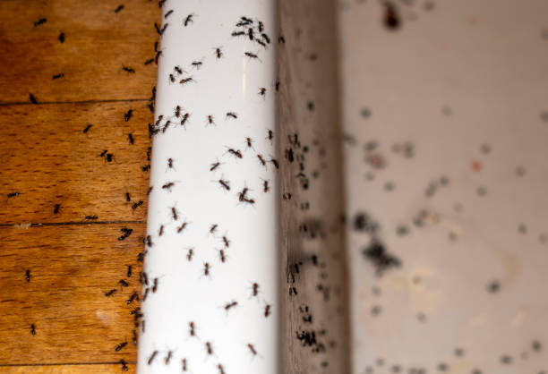 Best Termite Control Services  in Lake City, FL