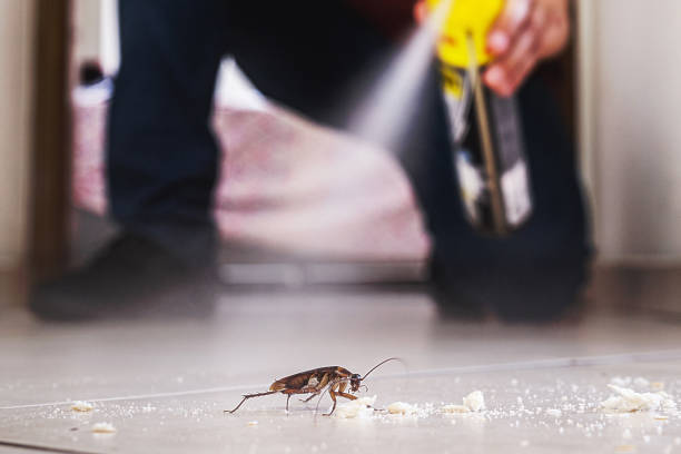 Best Affordable Pest Control Services  in Lake City, FL