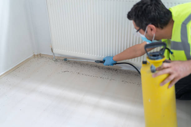 Best Wasp Removal Services  in Lake City, FL